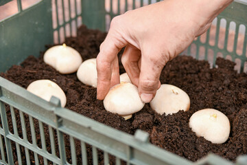 A woman plants a tulip bulb in a plastic box with soil for growing in a greenhouse.