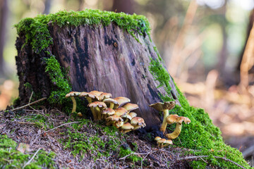 Mushrooms in the clump grow near the forest stump. The stump is overgrown with green moss.