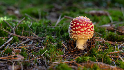 Waldpilze 