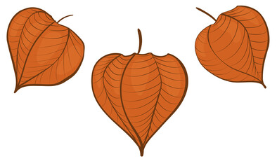 Physalis orange contour  line  vector icon. Isolated illustration on white background. Hand drawn doodle sketch. 