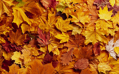 Naklejka na ściany i meble Background of autumn leaves in yellow, red and brown colors. Autumn natural background.