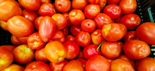 tomato tomates