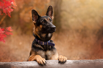 german shepherd dog lovely autumn portrait magical soft light pet photo shoot
