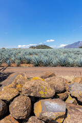 Landscape of agave plants to produce tequila