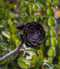 Black flower in a garden