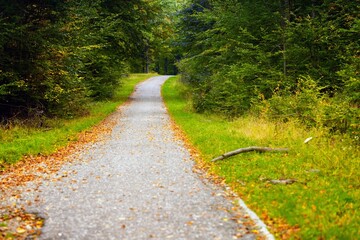 Obraz premium Forest road with autumnal leaves on the ground