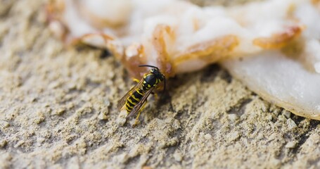 Striped wasp collecting food for larvae