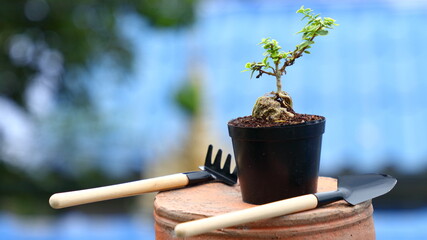 small tree with Mini shovel