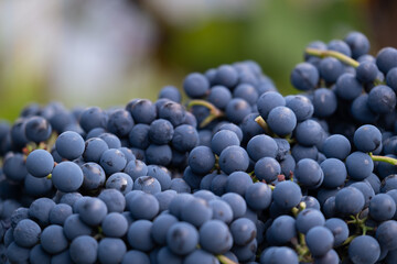 Natural blue grapes. Farmers harvesting grape. Wine making, juice or other concept for market,...