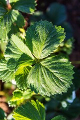 photo of blossoming tree brunch with white flowers on grange dark green background