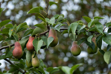 Ripe beautiful pears grow in the garden. Fruit on a tree branch after the rain