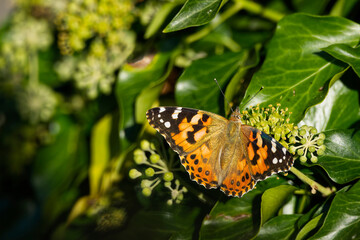 Painted Lady (Vanessa Cardui) Butterfly with open wings perched on ivy hedge (hedera helix) in Zurich, Switzerland