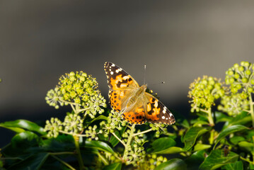 Painted Lady (Vanessa Cardui) Butterfly with open wings perched on ivy hedge (hedera helix) in...