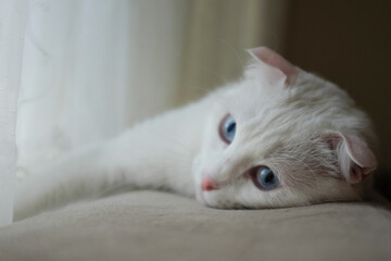 Fototapeta na wymiar White Scottish fold kitten with blue eyes in natural window light