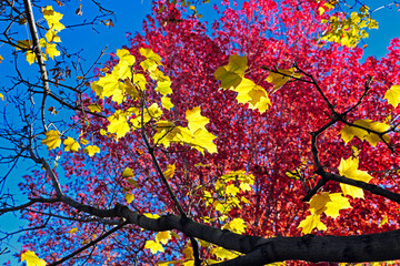 Bright yellow and red leaves herald the changing of the seasons