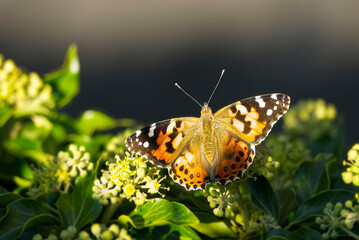Painted Lady (Vanessa Cardui) Butterfly with open wings perched on ivy hedge (hedera helix) in Zurich, Switzerland