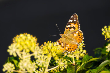 Painted Lady (Vanessa Cardui) Butterfly with open wings perched on ivy hedge (hedera helix) in Zurich, Switzerland