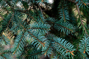 Fluffy Fir branch in close up. The concept of Christmas. Space for text.