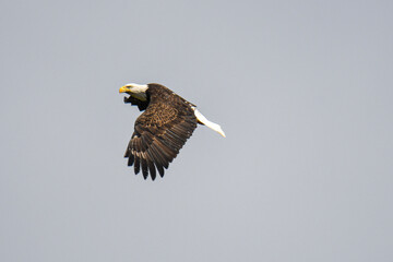 american bald eagle