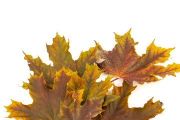 Colored autumn maple leaves on a white background.