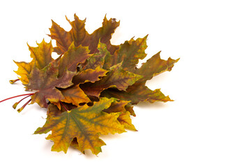 Colored autumn maple leaves on a white background.