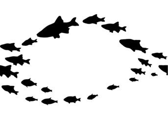 Silhouettes of groups of  fishes on white. Seamless background. Vector