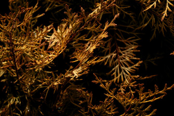 yellow autumn thuja branch background