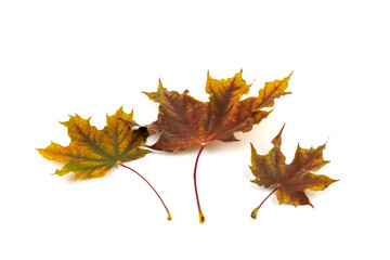 Colored autumn maple leaves on a white background.