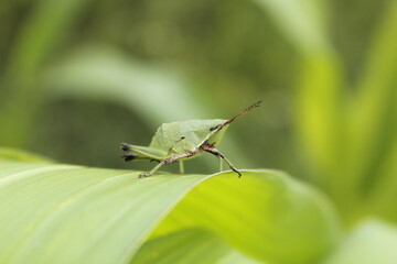 Green life. 