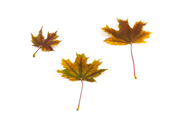Colored autumn maple leaves on a white background.