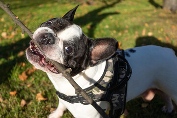 French Bulldog on a walk gnaws off a stick