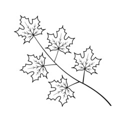 Drawing of a branch with maple leaves. Black and white. Autumn season. Vector isolated art illustration on white background
