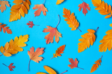Fototapeta na wymiar Colorful various autumn fallen leaves on a blue background. Seasonal background and texture. Top view