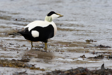 Eider duck, Somateria mollissima,