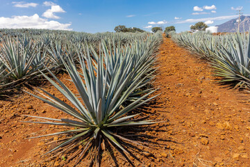 Landscape of agave plants to produce tequila