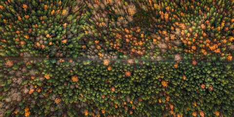 Road in deep green and yellow forest top aerial view
