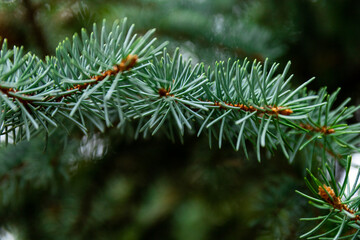 Fluffy Fir branch in close up. The concept of Christmas. Space for text.