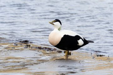 Eider duck, Somateria mollissima,