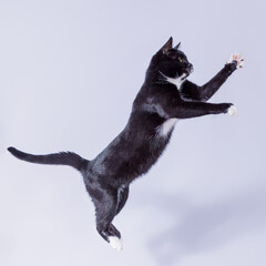 A black tuxedo colored cat jumping