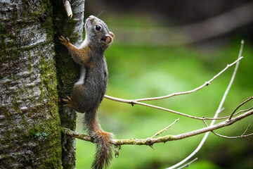 squirrel on a tree