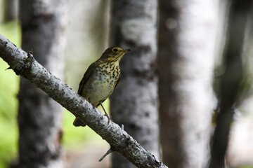 swainson‘s thrush