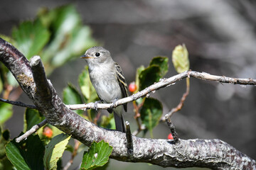 red backed shrike
