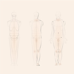 Human body artistic anatomy drawing 
