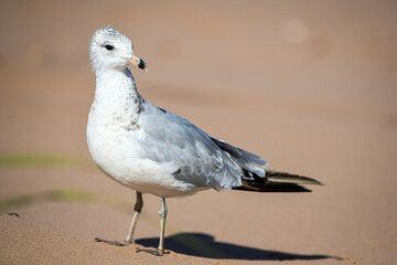seagull on the beach