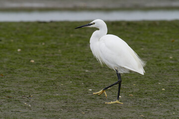 Little egret, Egretta garzetta