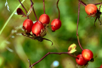 red berries on a branch