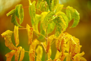 Obraz premium yellow leaves on a branch