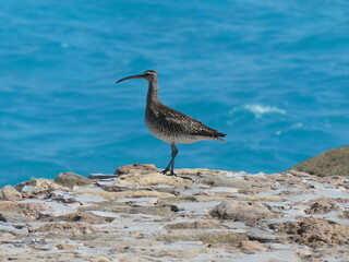 Sea bird