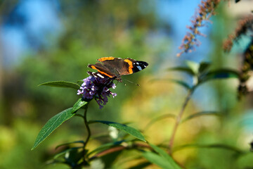 Bright background with a butterfly on a flower.