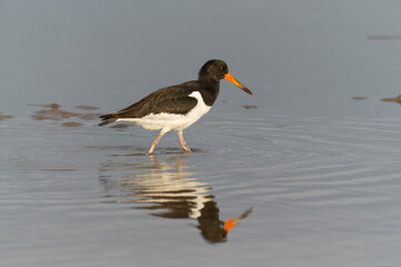 Oystercatcher, Haematopus ostralegus
